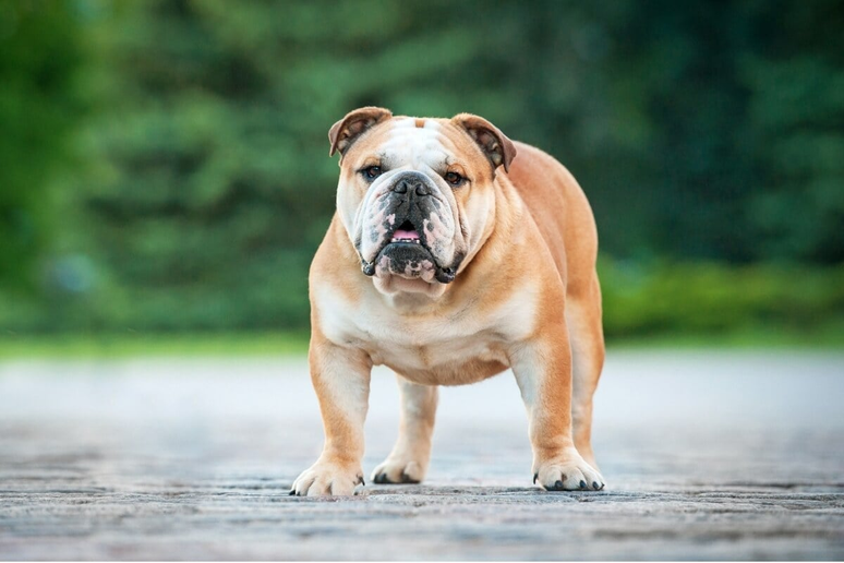 O buldogue inglês é um cão robusto e com pelagem curta 