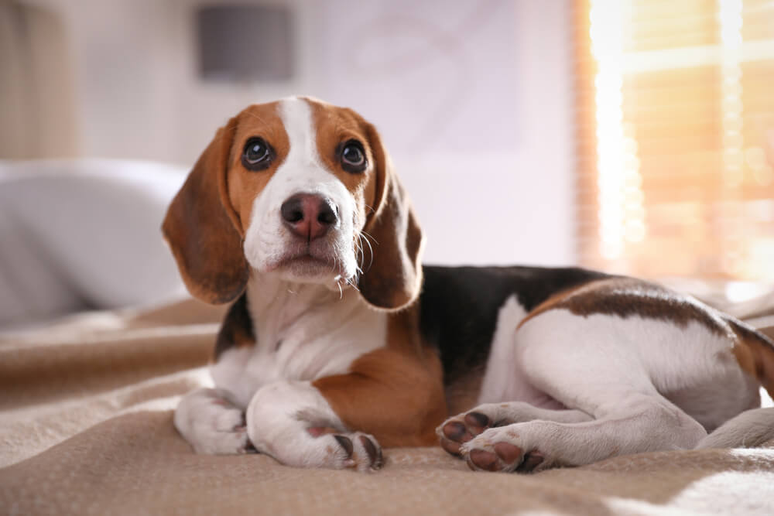 O beagle é uma raça inglesa com pelagem curta e densa, ideal para tutores ativos e curiosos 