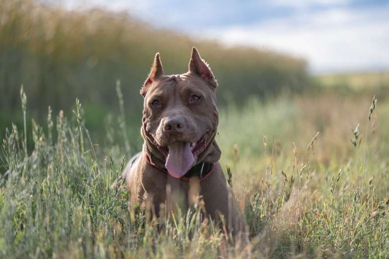 O pitbull terrier americano é um cão leal e protetor com pelagem curta e brilhante, ideal para famílias 