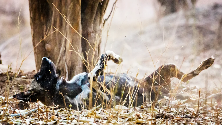 Cães selvagens africanos rolam na urina de membros de um grupo ao qual estão tentando se juntar