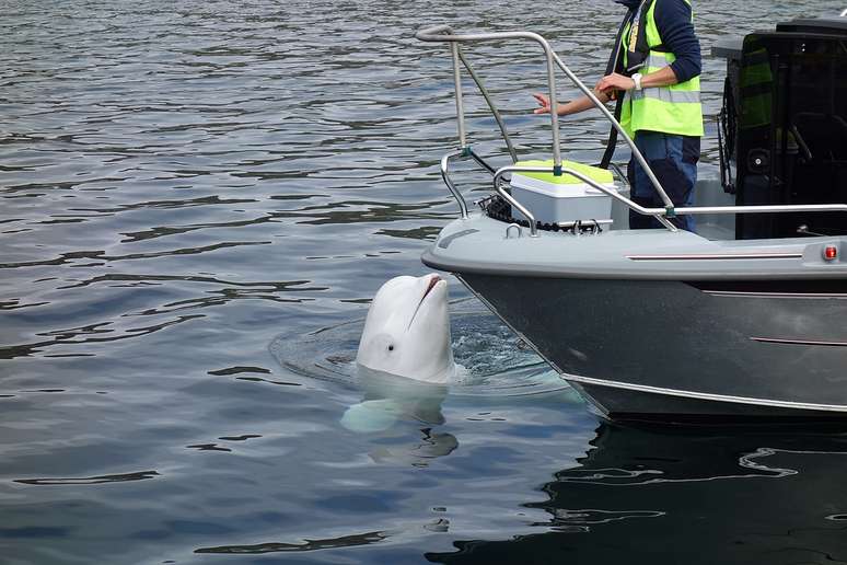 Baleia beluga Hvladimir foi encontrada morta no último sábado, 31