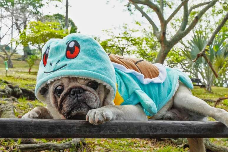 O nome Squirtle combina com cachorros que adoram água e são divertidos 