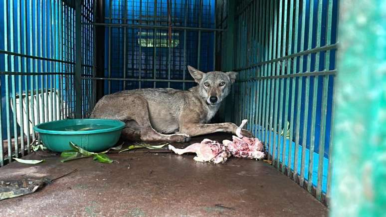 Alguns lobos foram pegos e colocados em zoológicos