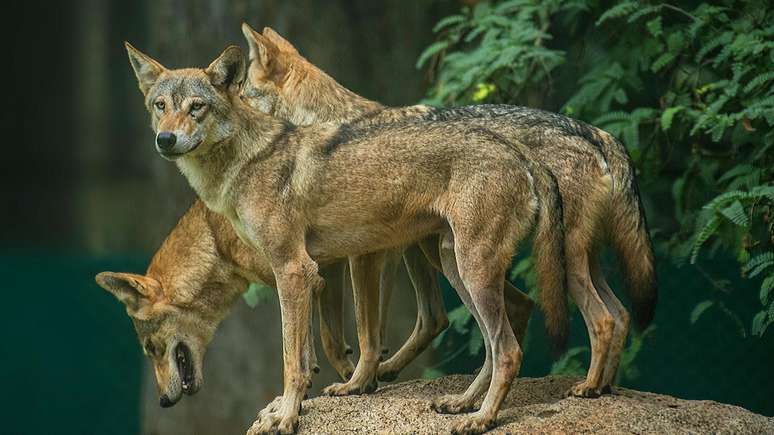 A Índia tem cerca de 3,1 mil lobos espalhados por diversos Estados