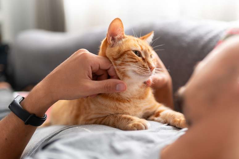 O ronronar dos gatos também pode representar várias coisas