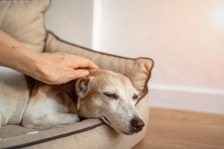 Veterinária ensina como oferecer melhor qualidade de vida aos pets idosos, já que requerem cuidados diferentes.