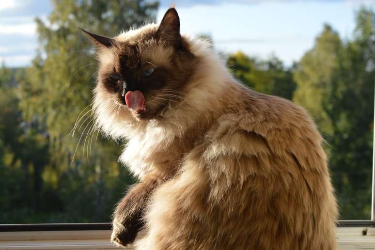 O gato balinês necessita de uma dieta rica em proteínas e com hidratação adequada 