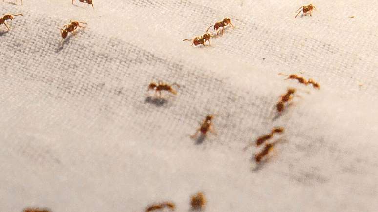 Are there many ants in the house? It could be a relative’s jealousy, according to Marcia Sensitiva