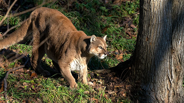 Se você encontrar um grande felídeo, como o puma, não corra