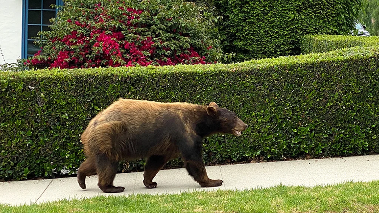 Cestos de lixo à prova de ursos e cercas elétricas em volta do jardim podem evitar que os animais se aproximem