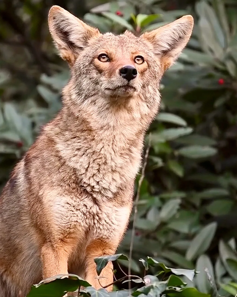 Animais que aparecem repetidamente nas câmeras acabam se tornando astros das redes sociais — como o coiote 'Stevie'