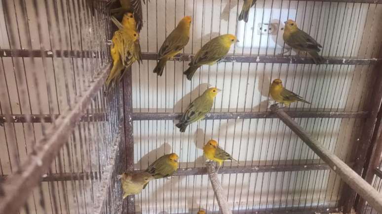 O homem mantinha as aves dentro de casa e foi multado em R$ 47 mil