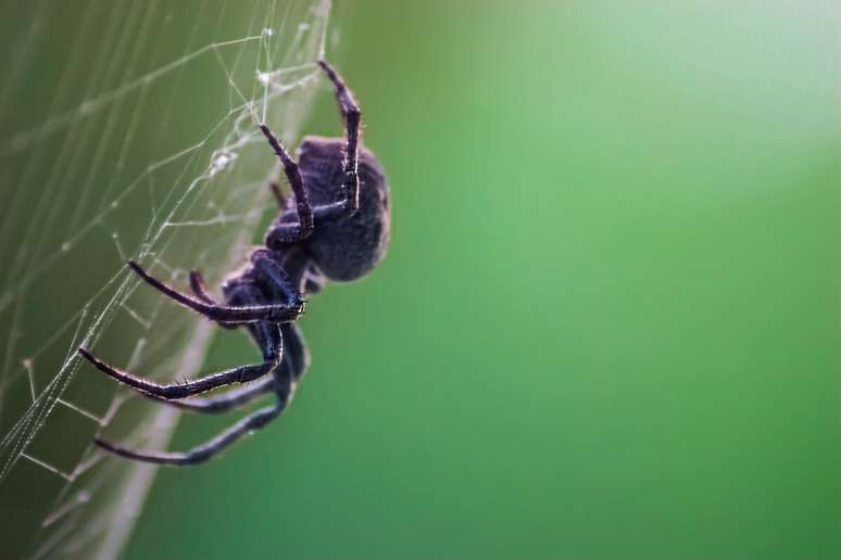 As aranhas são criaturas fundamentais para o equilíbrio dos ecossistemas 