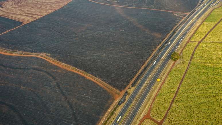 Campo queimado e campos verde de cana-de-açúcar, divididos por uma estrada em Ribeirão Preto (SP)
