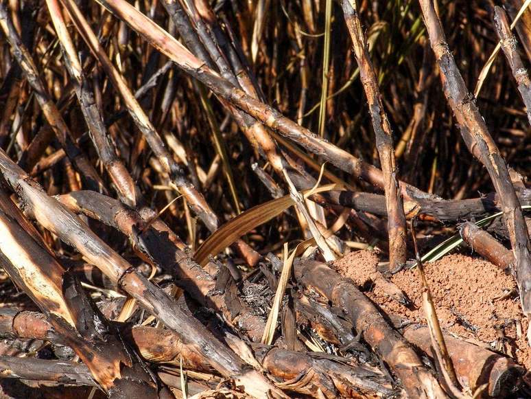 Restrições à queima levam em conta horários e intensidade dos ventos