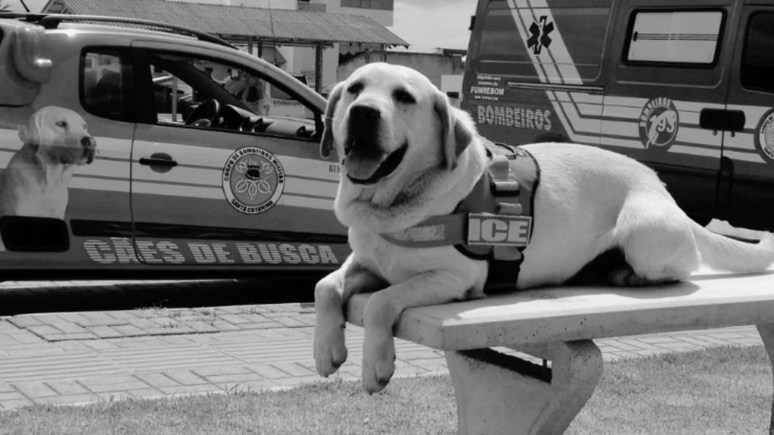 Cãozinho Ice falleció a los 15 años por causas naturales