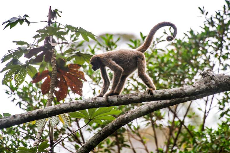 Endêmicos da Mata Atlântica, esse primata só é encontrada no Brasil