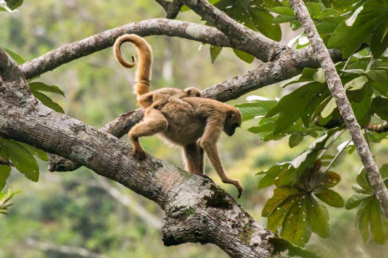 Muriquis-do-norte tem hábitos semelhantes aos humanos e vivem em família