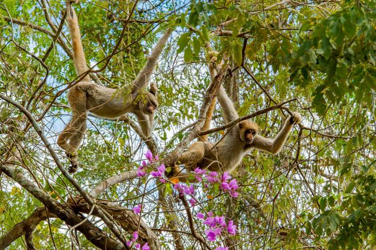 Eles são considerados o maior primata das Américas
