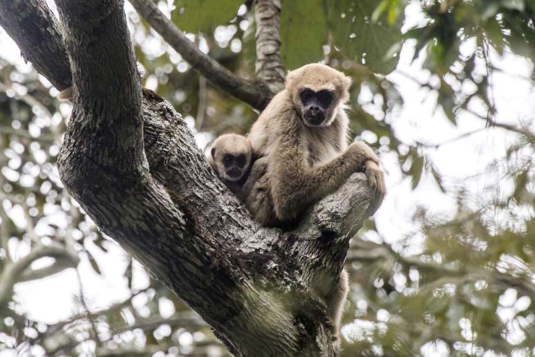 Muriqui-do-norte é abraçador e ajudam a conservar a Mata Atlântica 