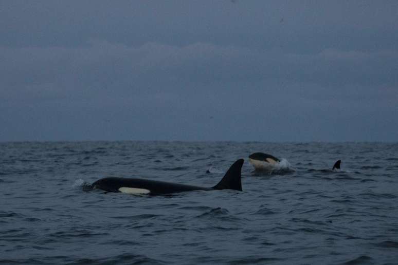 Orcas selvagens raramente atacam barcos