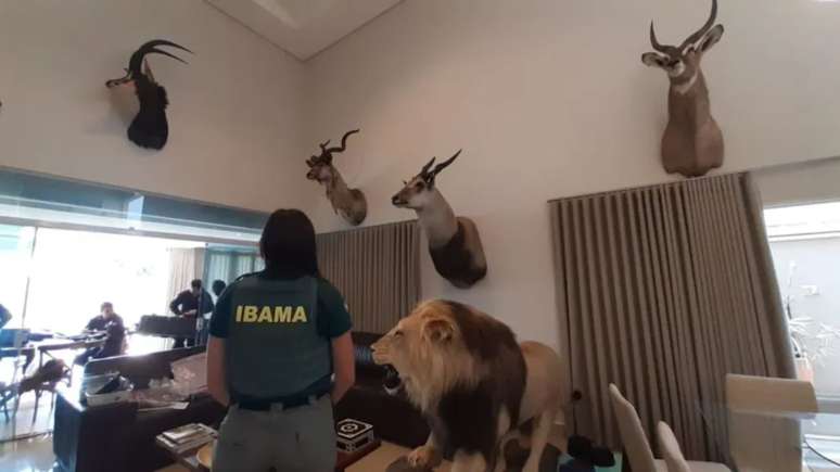 Operação encontrou animais empalhados em casa de caçador de SP