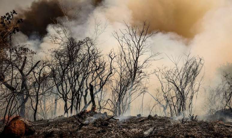 Floresta Nacional de Brasília é afetada por queimada