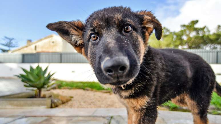 Quem tem pets sabe que algumas plantas são nocivas à saúde deles