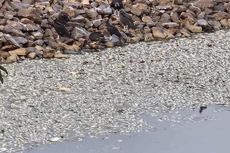 Peixes foram encontrados mortos na Represa Billings, em SP, no fim de semana