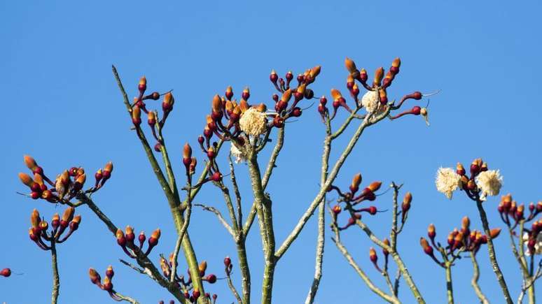 A Ceiba pentandra é usada por curandeiros no Gabão para tratar doenças sem seres humanos