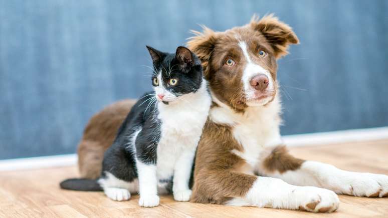 veja como benzer animais de estimação