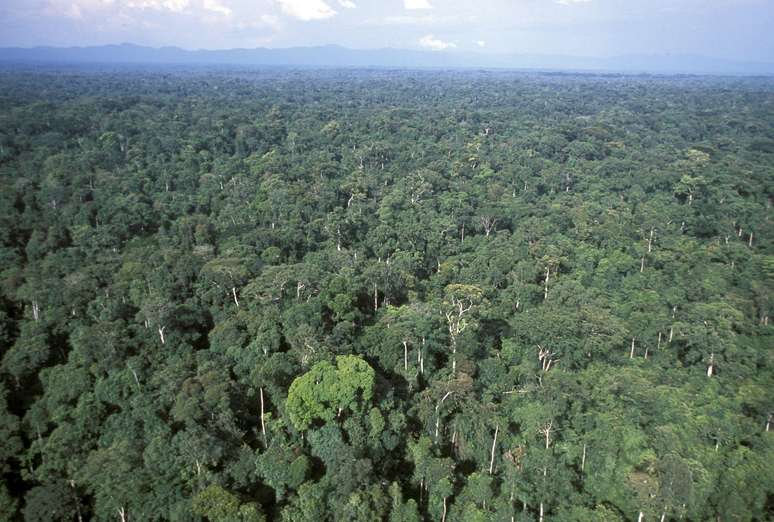 O Gabão é um dos lugares com maior biodiversidade do mundo, com um enorme reservatório de plantas inexploradas e potencialmente medicinais