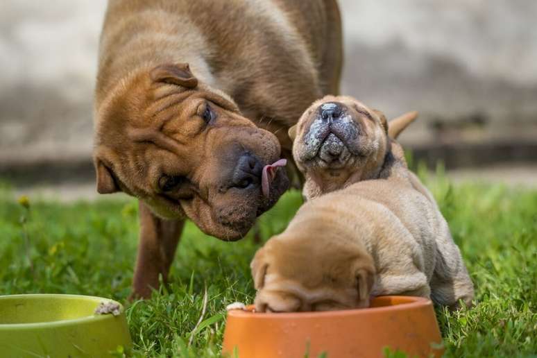 A alimentação do shar pei deve ser de alta qualidade, rica em proteínas e adequada ao seu porte e nível de atividade 