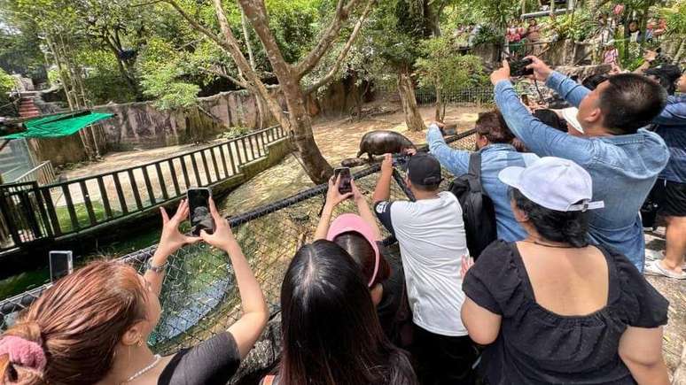 O diretor do zoológico pediu que as pessoas se comportem ao virem ver Moo Deng