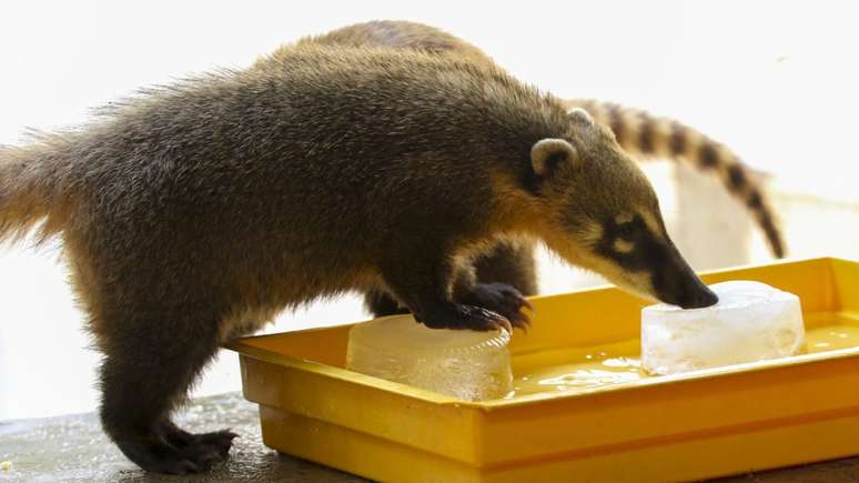 Animais se refrecam com gelo em Cetras.