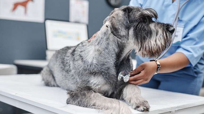 Saiba como prevenir doenças cardíacas em pets