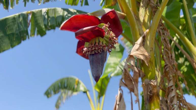 As bananas demoram cerca de 10 meses para crescer no Malawi