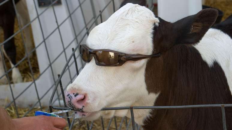 Bezerro tomando suco de óculos escuros