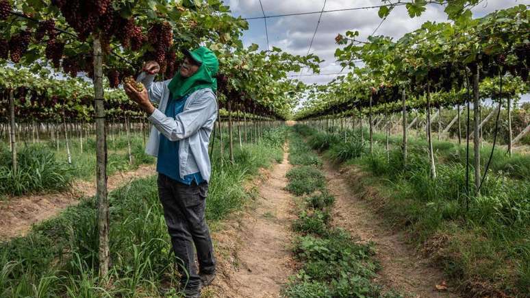 Do ponto de vista econômico, acredita-se que o horário de verão seja favorável para os comerciantes e esportistas, mas prejudique os produtores agrícolas