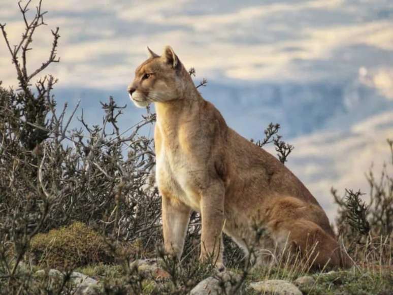 Puma em Torres del Paine, na Patagônia chilena 