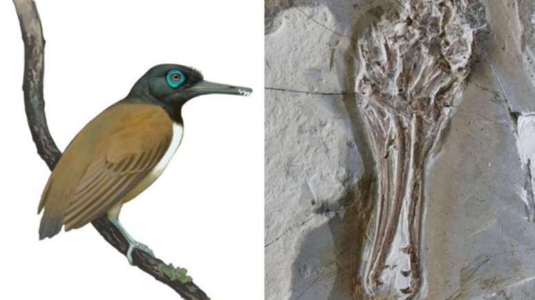 Diante a nova descoberta, fica claro que o Longipteryx tinha uma dieta variada