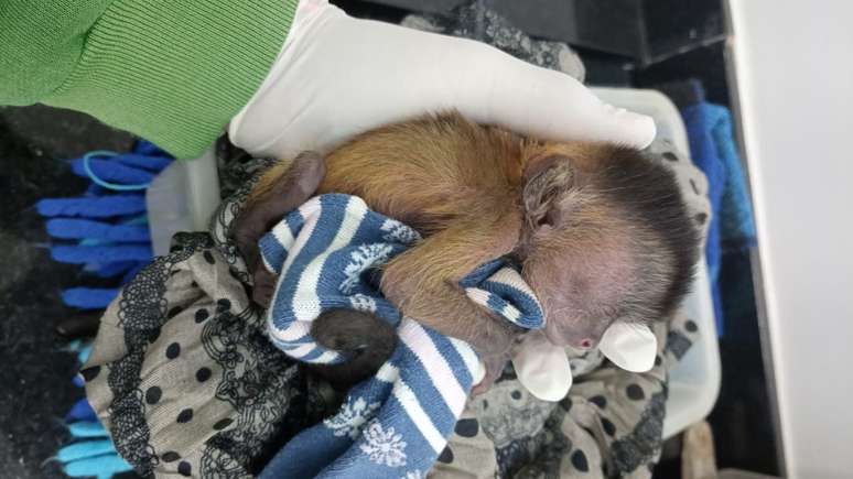 Macaco será tratado e liberado na natureza quando estiver com condições de saúde melhores