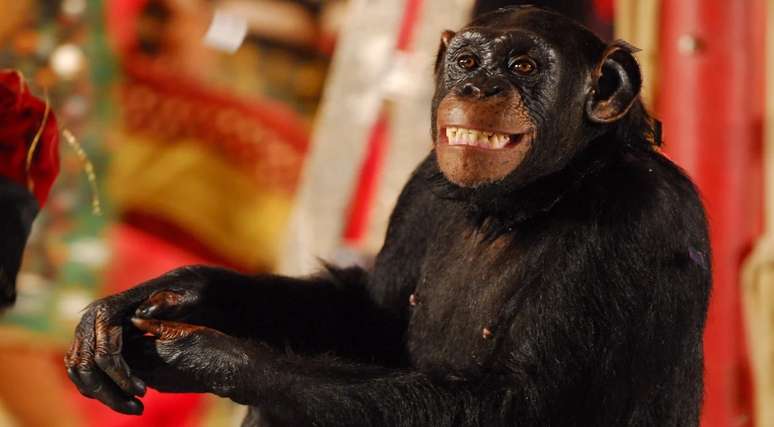 Chimpanzé Chico em cena de Caras & Bocas 