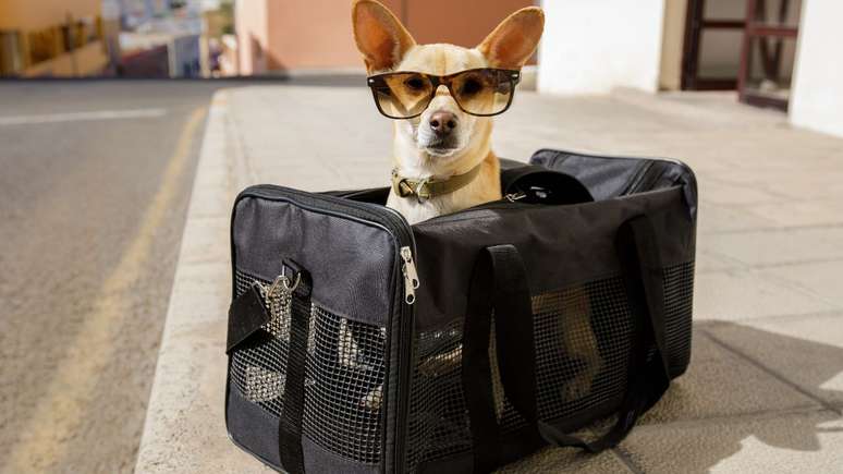 Guia define as melhores cidades para viajar com animais