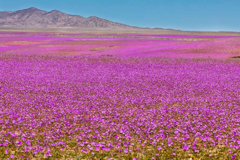 Durante a primavera, o Deserto do Atacama fica coberto das flores que resistem ao clima rigoroso 