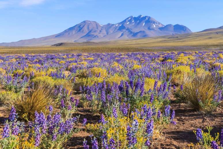 A primavera transforma a paisagem do deserto do Atacama