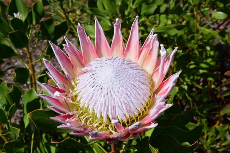 Na primavera, é possível ver as proteas, flores nativas da Cidade do Cabo 