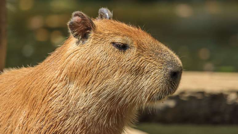 Em um comunicado nas redes sociais, a instituição enfatizou que, embora a capivara seja um animal dócil, é recomendável não se aproximar dela