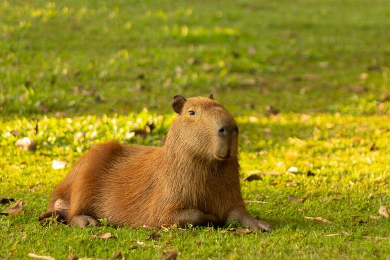 A capivara costuma em grandes grupos liderados por machos 