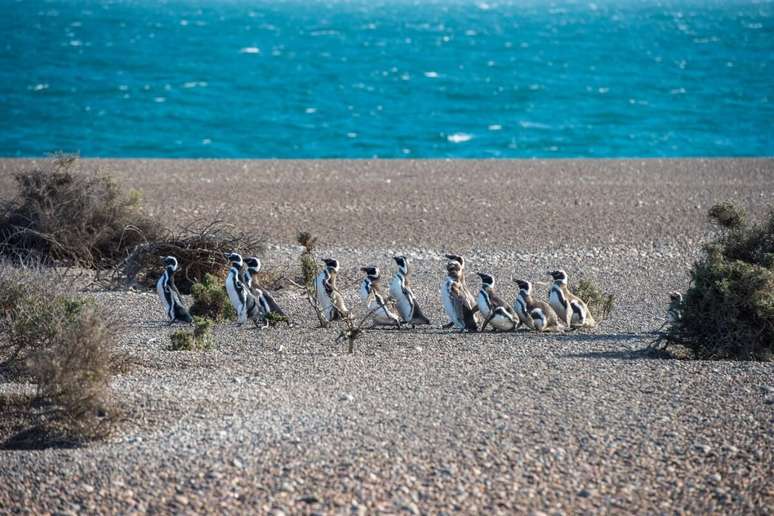 Na Patagônia, é possível visitar a Pinguinera Punta Tombo, maior colônia de pinguins da América do Sul 